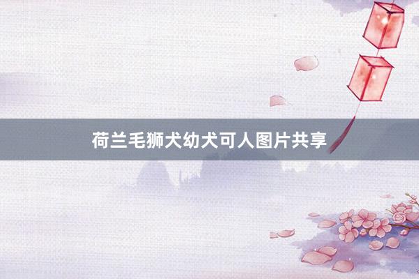 荷兰毛狮犬幼犬可人图片共享